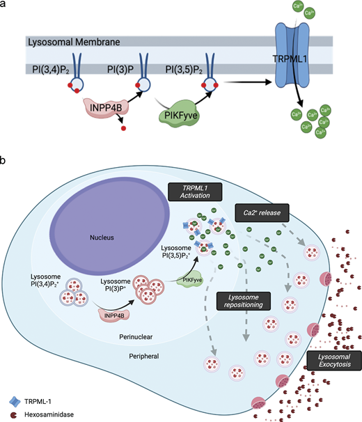 Saffi et al. show that INPP4B promotes #PDAC aggressiveness via PIKfyve and TRPML-1–mediated lysosomal #exocytosis. hubs.ly/Q03j2G370

📙 In our #Cancer Cell Biology collection: hubs.ly/Q03j2HzV0
#AACR25