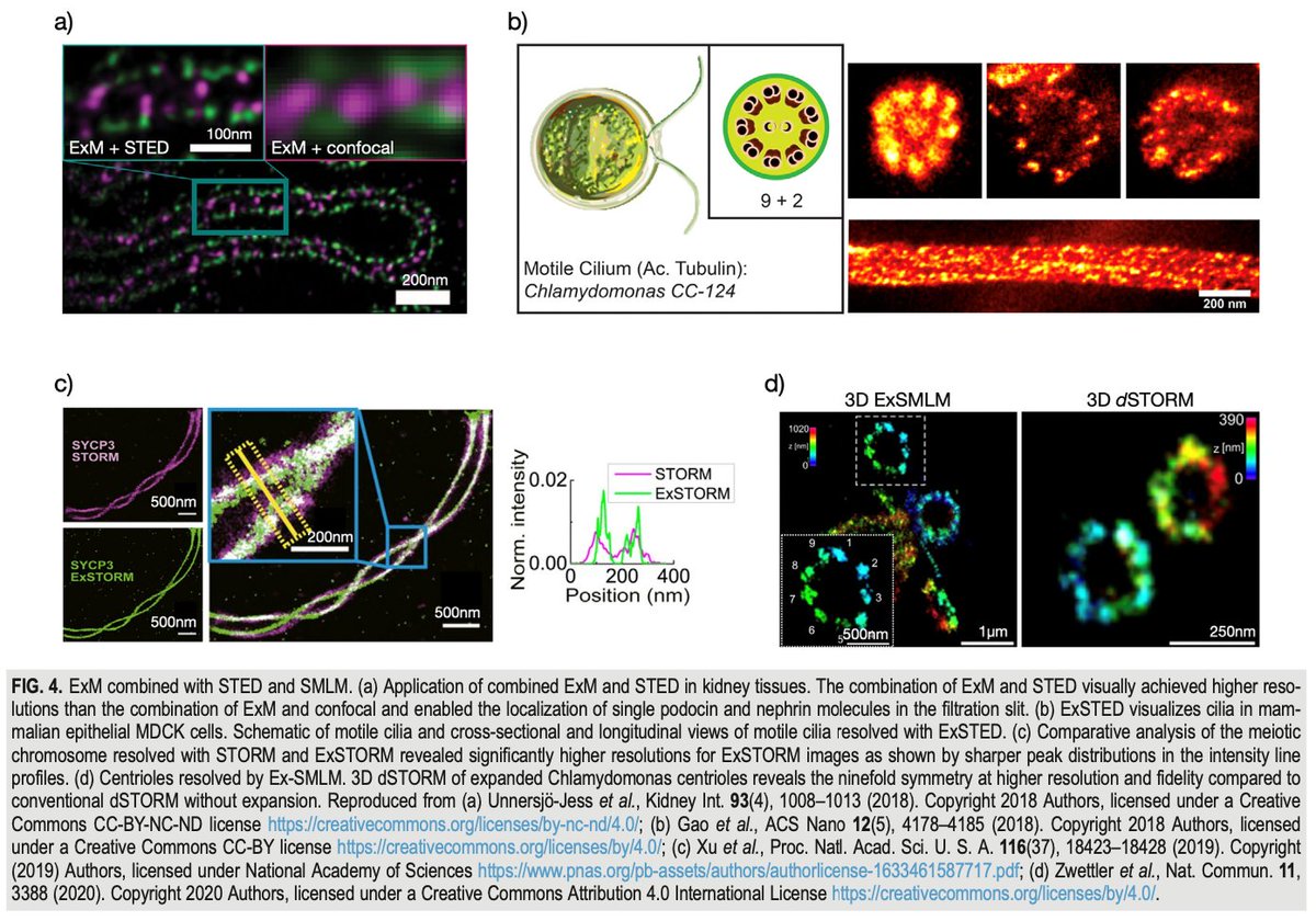 Ricardo Henriques (@henriqueslab) on Twitter photo 🚨🔬💗Whether investigating cell organelles or mapping proteins, together with <a href="/PuellesVictor/">Victor Puelles</a>'s lab we lay a roadmap for selecting optimal #ExM and #SuperResolution #microscopy combinations. <a href="/ArisDaria/">Daria Aristova</a> and Dominik Kylies review with amazing co-authors
pubs.aip.org/aip/apr/articl… 🚨🔬💗Whether investigating cell organelles or mapping proteins, together with <a href="/PuellesVictor/">Victor Puelles</a>'s lab we lay a roadmap for selecting optimal #ExM and #SuperResolution #microscopy combinations. <a href="/ArisDaria/">Daria Aristova</a> and Dominik Kylies review with amazing co-authors
pubs.aip.org/aip/apr/articl…