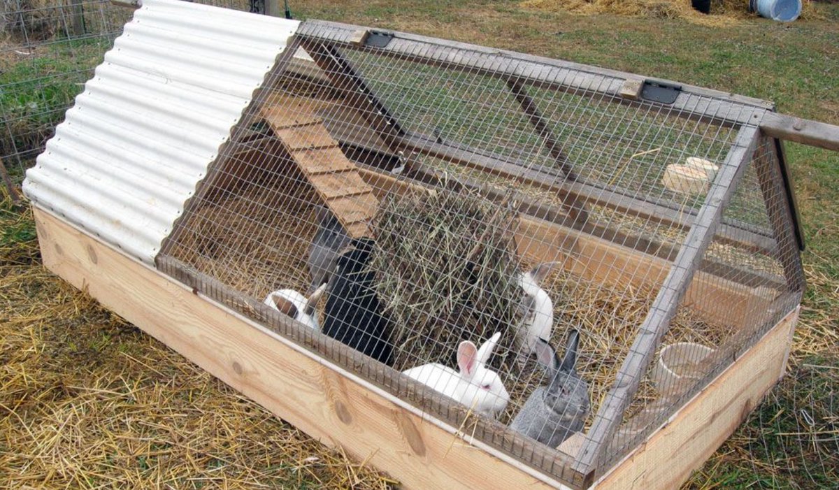 Ammantiax's tweet photo. Mental Stim Tips
Add chew toys, tunnels, and playtime.
Bored rabbits = aggressive or lazy.
Active rabbits = productive rabbits.
Stimulate their minds too!
#RabbitBehavior #FarmFun #AgriHopperPlay https://t.co/h84OlKlp5L