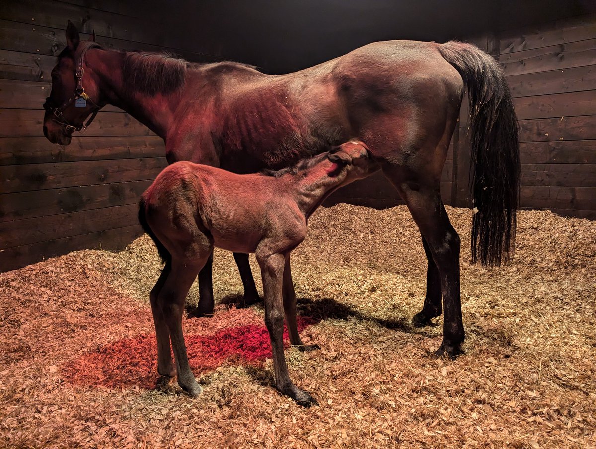 JessWestwood's tweet photo. It's been another busy week with 4 more foals born fillies by Jack Hobbs, Logician & Golden Horn. Then a huge colt by Doctor Dino. #Foaling #MollandRidgeStud @GBB #RPBloodstock #GoldenHorn #JackHobbs #Logician #DoctorDino https://t.co/k3BtradCbt
