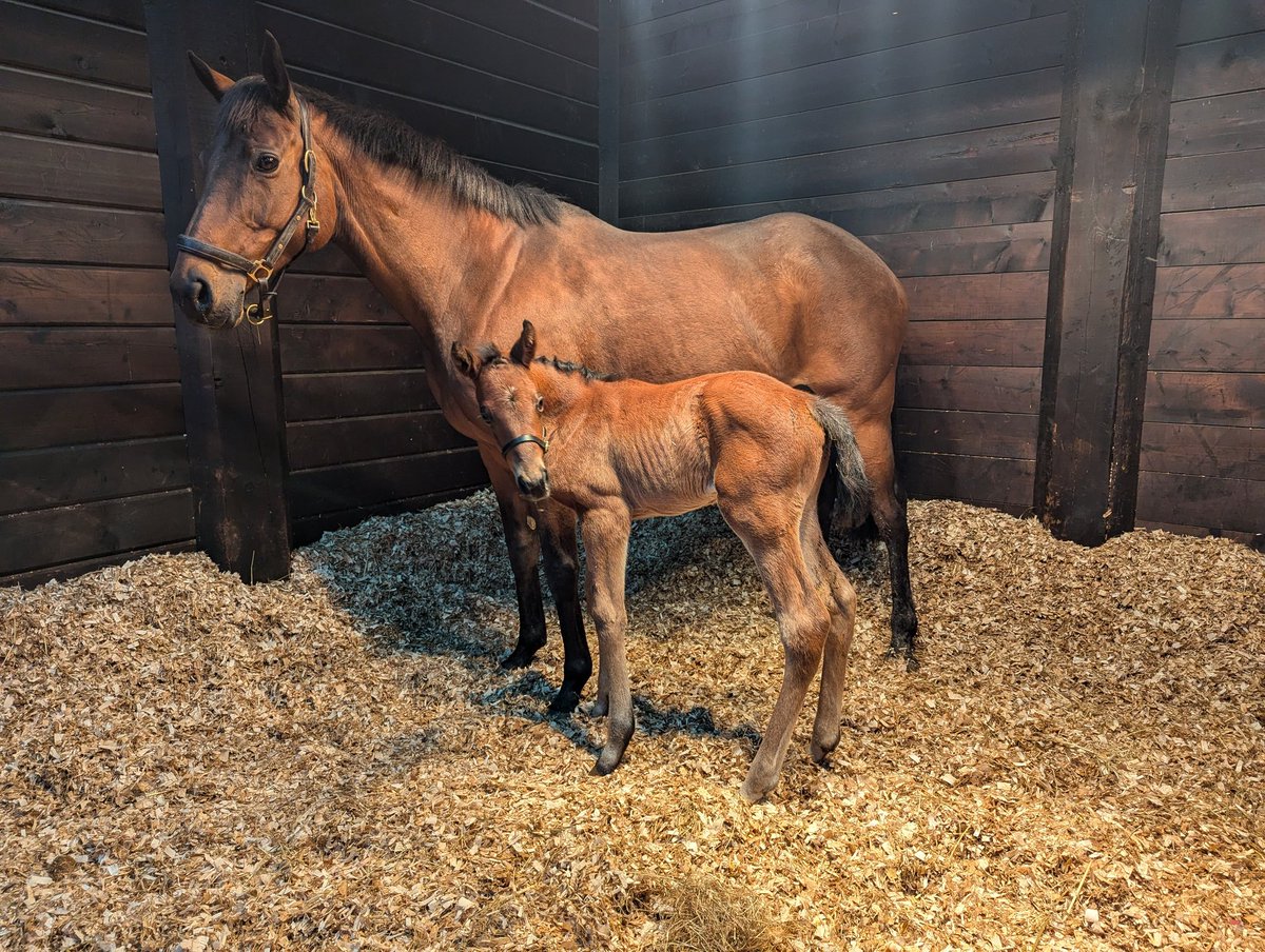 It's been another busy week with 4 more foals born fillies by Jack Hobbs, Logician &amp; Golden Horn. Then a huge colt by Doctor Dino. #Foaling #MollandRidgeStud @GBB #RPBloodstock #GoldenHorn #JackHobbs #Logician #DoctorDino