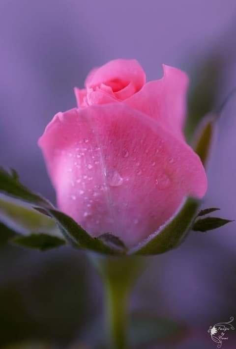 مساء الورد 🌹