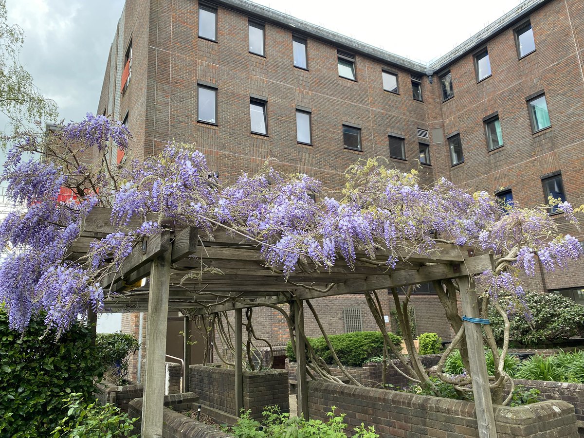 Another big step back towards some kind of normality yesterday, day 359 of #365DaysWild, with the 1st mummy drop-off since Jan! I loved being out there with the bean among the #blossom!

A #Winchester park #picnic today plus #WisteriaHysteria at the hospital!

#WildBeanAdventures