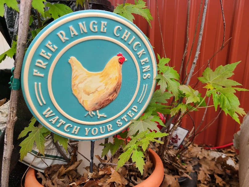 My hens have been laying their eggs all over. I recently found one of their popular spots. I'm trying to compromise with them... free range as much as possible and a nice, easy-to-access spot for them to lay. I hope this works.
#chickens #eggs #homestead
youtu.be/6hUlZKwEoT8?si…