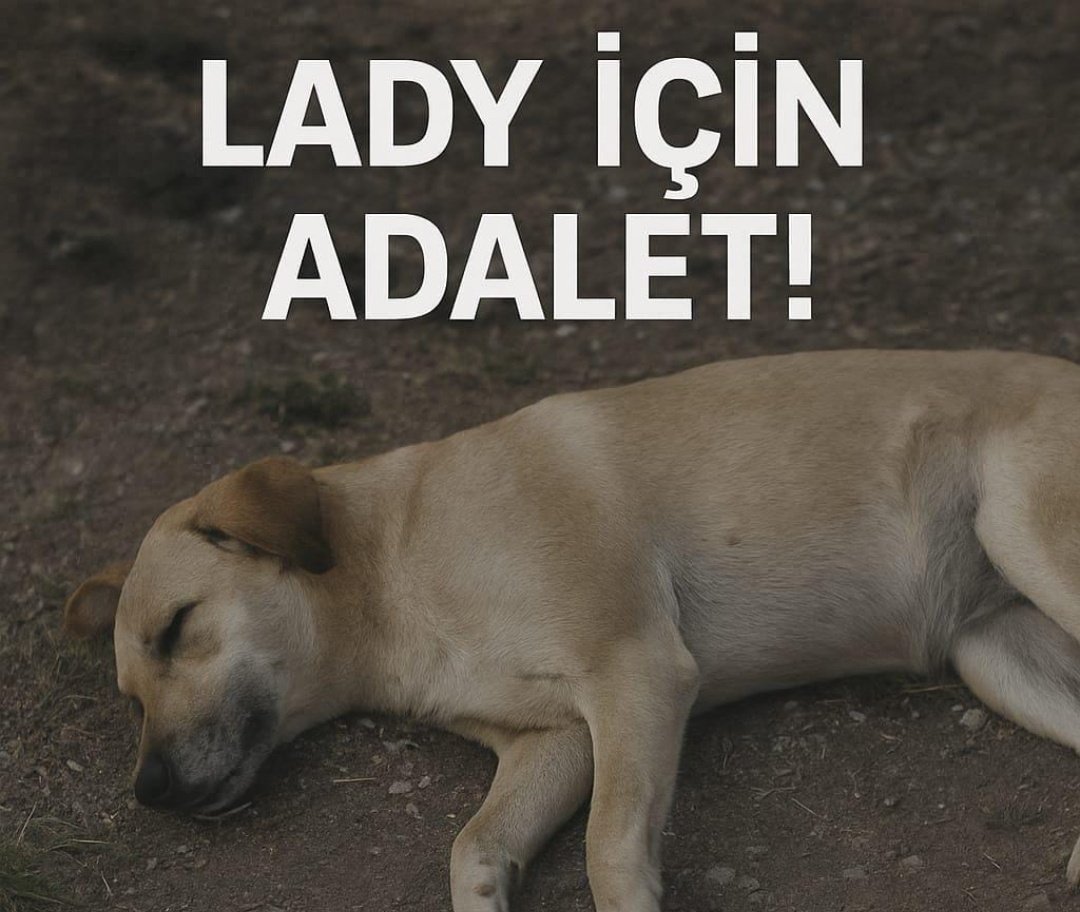 ererseyenecek's tweet photo. Lady için adalet istiyoruz.
#LadyİçinAdalet https://t.co/70PpSGjqIz