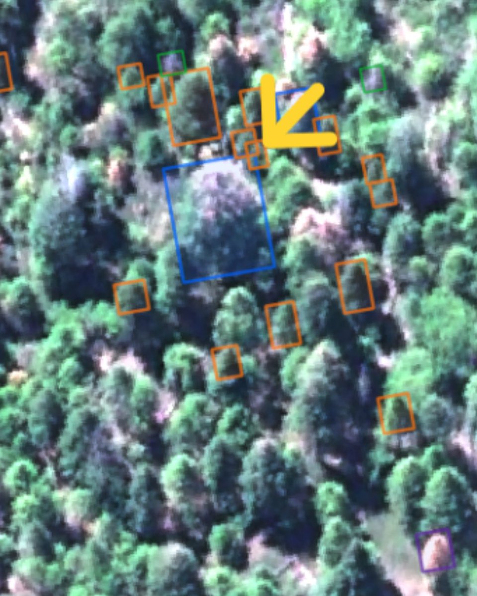 Conservation X Labs (@conservationx) on Twitter photo At CXL, we’re deploying @wildmeorg's Scout software and AI tools to help inventory sequoias and detect new infestations for potential treatments, with support from <a href="/PJMFdn/">Patrick J McGovern Foundation</a>.
Let’s also celebrate this day by protecting the trees we already have! At CXL, we’re deploying @wildmeorg's Scout software and AI tools to help inventory sequoias and detect new infestations for potential treatments, with support from <a href="/PJMFdn/">Patrick J McGovern Foundation</a>.
Let’s also celebrate this day by protecting the trees we already have!