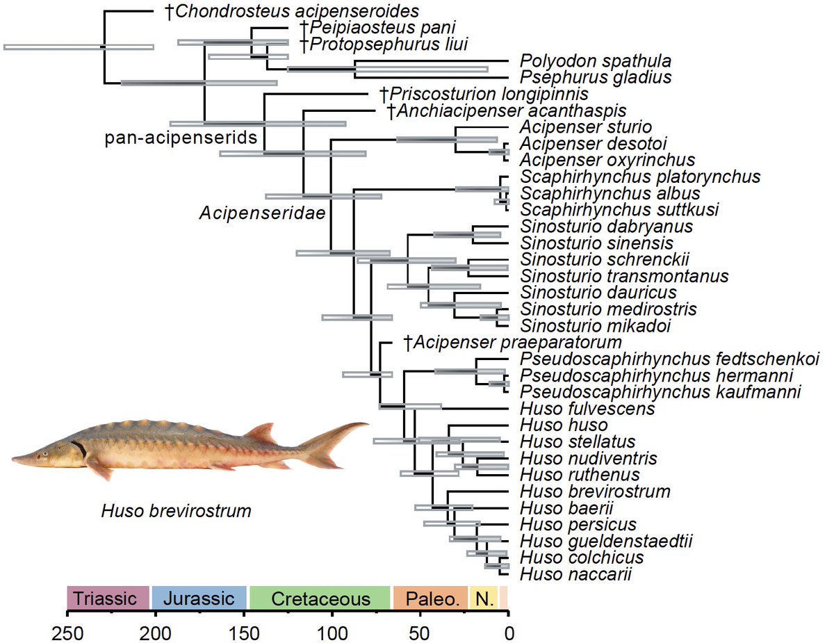 Chase Brownstein (@chasebrownstein) on Twitter photo 1/10 🚨🚨 New paper with <a href="/TJNear/">Thomas Near</a>! Here, we revise the systematics of sturgeons using a phylogenetic approach! We confirm an Early Cretaceous origin for the sturgeon total clade and resurrect several genera for living species! bioone.org/journals/bulle… 1/10 🚨🚨 New paper with <a href="/TJNear/">Thomas Near</a>! Here, we revise the systematics of sturgeons using a phylogenetic approach! We confirm an Early Cretaceous origin for the sturgeon total clade and resurrect several genera for living species! bioone.org/journals/bulle…