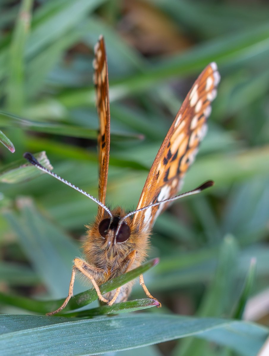 roach0653's tweet photo. Duke of Burgundy Incombe Hole 250425 https://t.co/f2lRxQuqdc