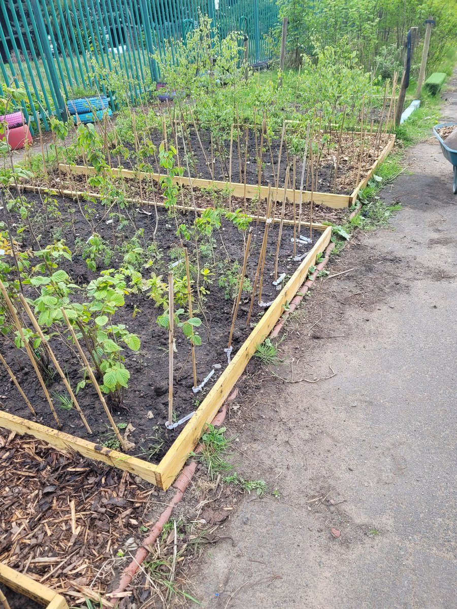 Bottoms_bray's tweet image. Looking after our baby trees in our new nursery in Revoe park.
Greening Blackpool and saving money. #TreeWarden #Volunteers
