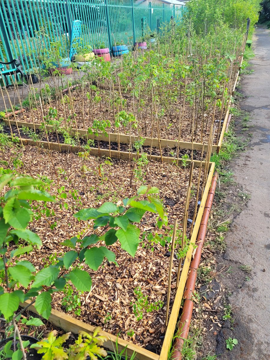 Bottoms_bray's tweet image. Looking after our baby trees in our new nursery in Revoe park.
Greening Blackpool and saving money. #TreeWarden #Volunteers