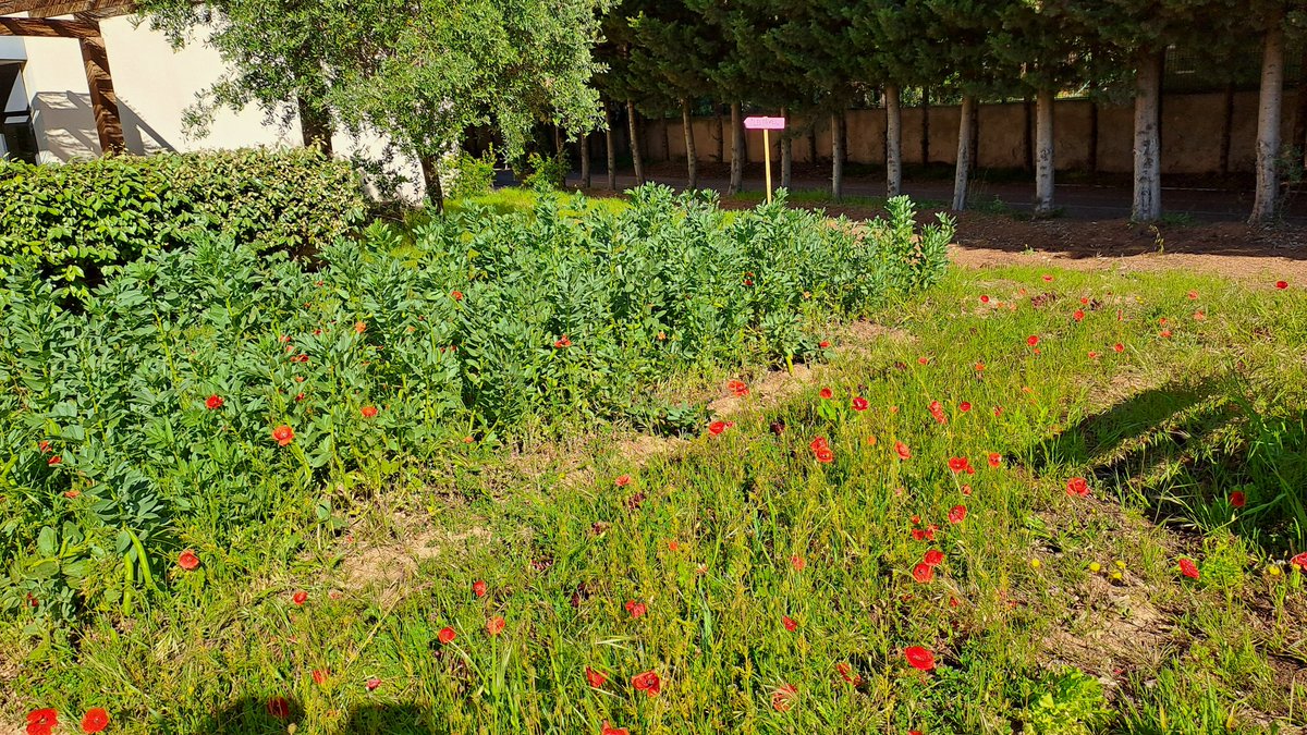E.R.E collège La Marquisanne Toulon (83) (@eremarquisanne) on Twitter photo Dans le cadre du projet "le Potager du Chef" les 4è1 et 3è1 ERE sèment, plantent 🍅🍆🫑🍆entretiennent et récoltent les légumes de saison pour les donner aux chefs de cuisine du <a href="/LaMarquisanne83/">Collège La Marquisanne</a> où ils seront cuisinés pour notre + grand plaisir gustatif 😋 Dans le cadre du projet "le Potager du Chef" les 4è1 et 3è1 ERE sèment, plantent 🍅🍆🫑🍆entretiennent et récoltent les légumes de saison pour les donner aux chefs de cuisine du <a href="/LaMarquisanne83/">Collège La Marquisanne</a> où ils seront cuisinés pour notre + grand plaisir gustatif 😋