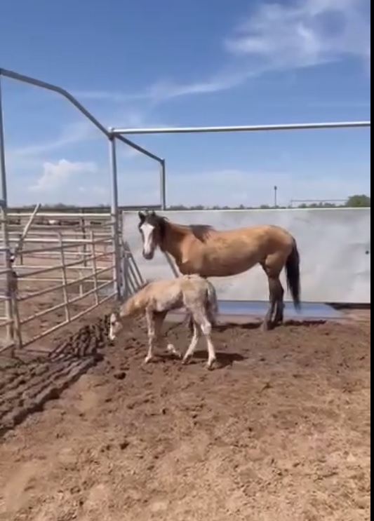 WildCorp's tweet image. We are very happy to inform you the 4 burros, mom and baby and Scout are all paid for and transport is being scheduled to get them picked up to head to their new home. Thank you for helping to save 7 more lives that were in the appalling slaughter pipeline.