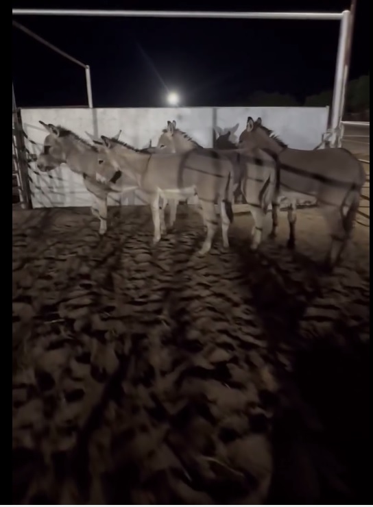 WildCorp's tweet image. We are very happy to inform you the 4 burros, mom and baby and Scout are all paid for and transport is being scheduled to get them picked up to head to their new home. Thank you for helping to save 7 more lives that were in the appalling slaughter pipeline.