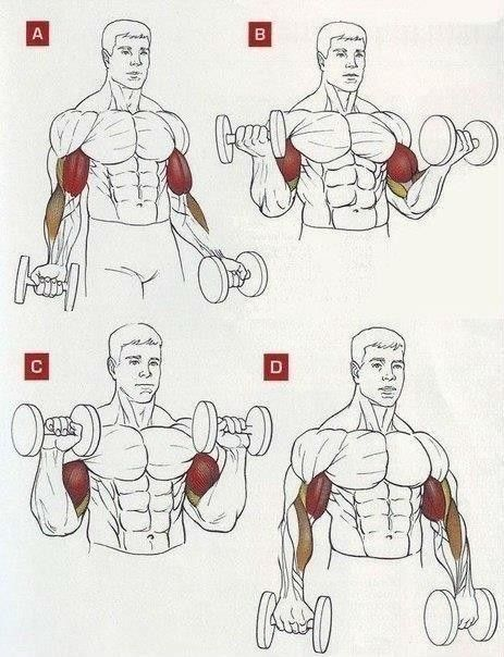 FitnessGuide0's tweet photo. Biceps Workout https://t.co/hXsnt0CJRg