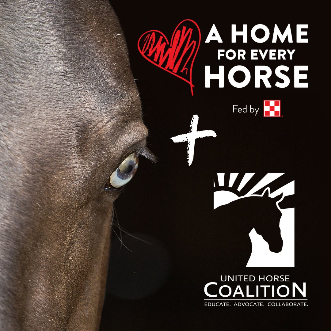 A friendly reminder to all our @AHomeForEveryHorse and @UnitedHorseCoalition rescue and sanctuary members that the spring period for updating your portal questions and @EquineWelfareDataCollective survey is ending May 1st. 

Check your e-mail (and spam folders) for more details.