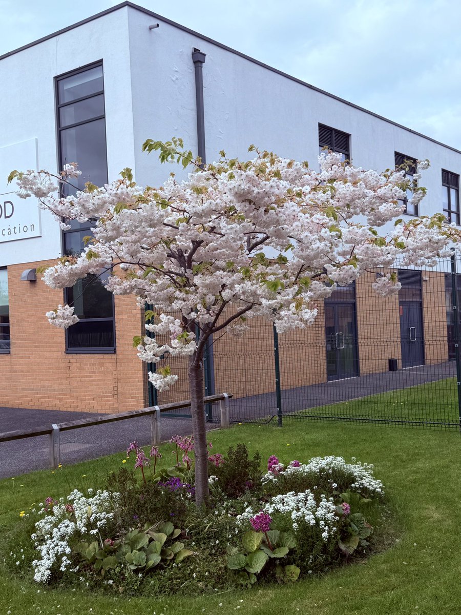Beautiful blossom tree 🌸 as I left work this afternoon, happy spring weekend!