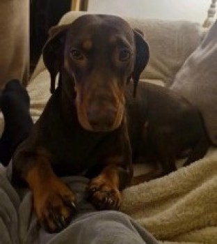 millypod1's tweet photo. 🆘24 APR 2025 #Lost TEDDY #ScanMe #SausageArmy
Brown &amp; Tan Dachshund Miniature Male
Neilston View Car Park, South West #Glasgow #Scotland #G78
https://t.co/oPAHt4AMky https://t.co/tlWsLKT8KC
