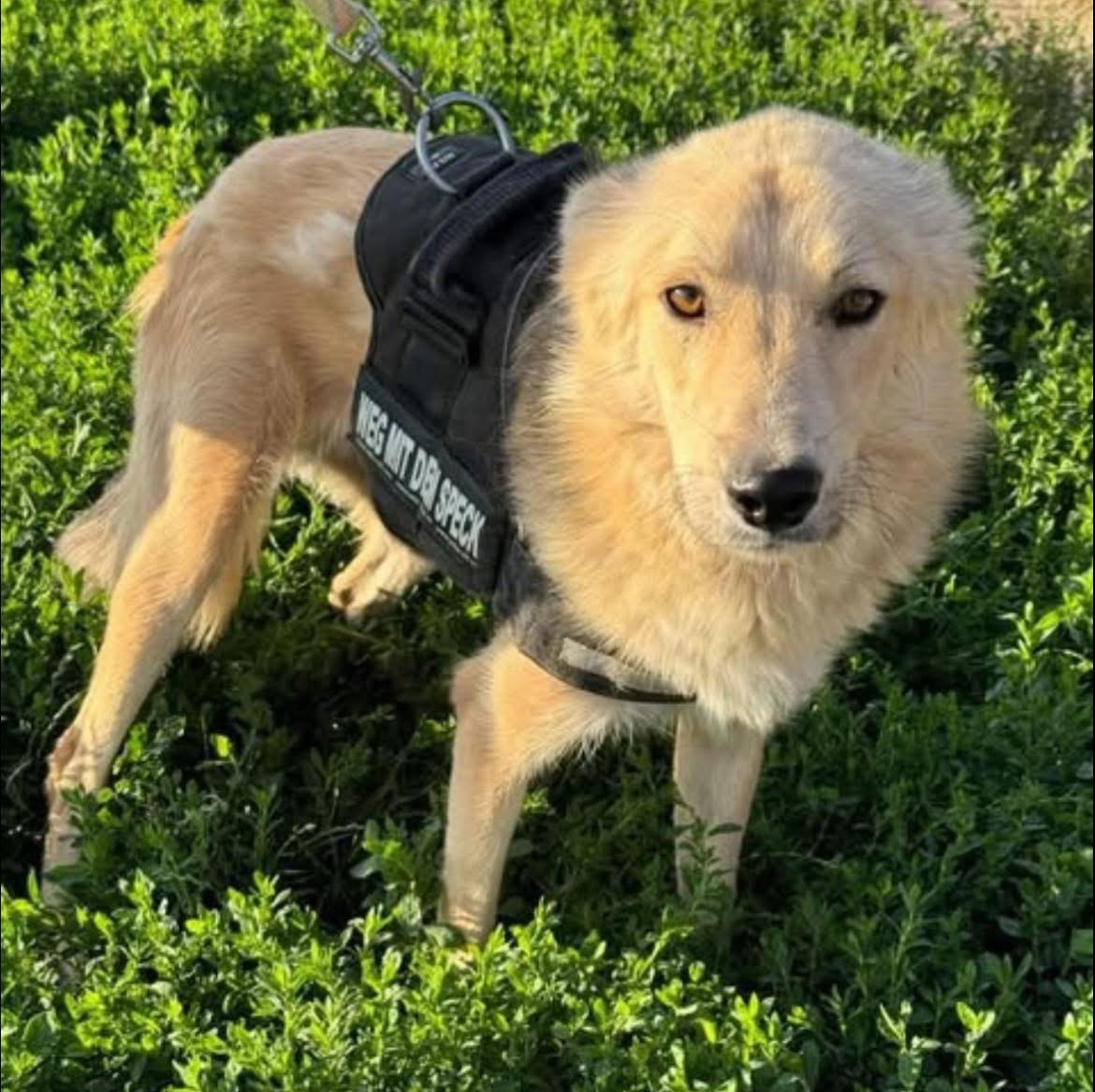 Pawprints2F's tweet photo. 2 year old Otello is a stunning Labrador Retriever mix with a gentle soul and eyes full of hope ❤️
He's a dream on the lead, friendly with other dogs and has a passion for water! 🌊
All he wants is a family, a soft bed and a place to call home!

Apply: https://t.co/uLrEQRSwZb https://t.co/R5QsBKj7u3