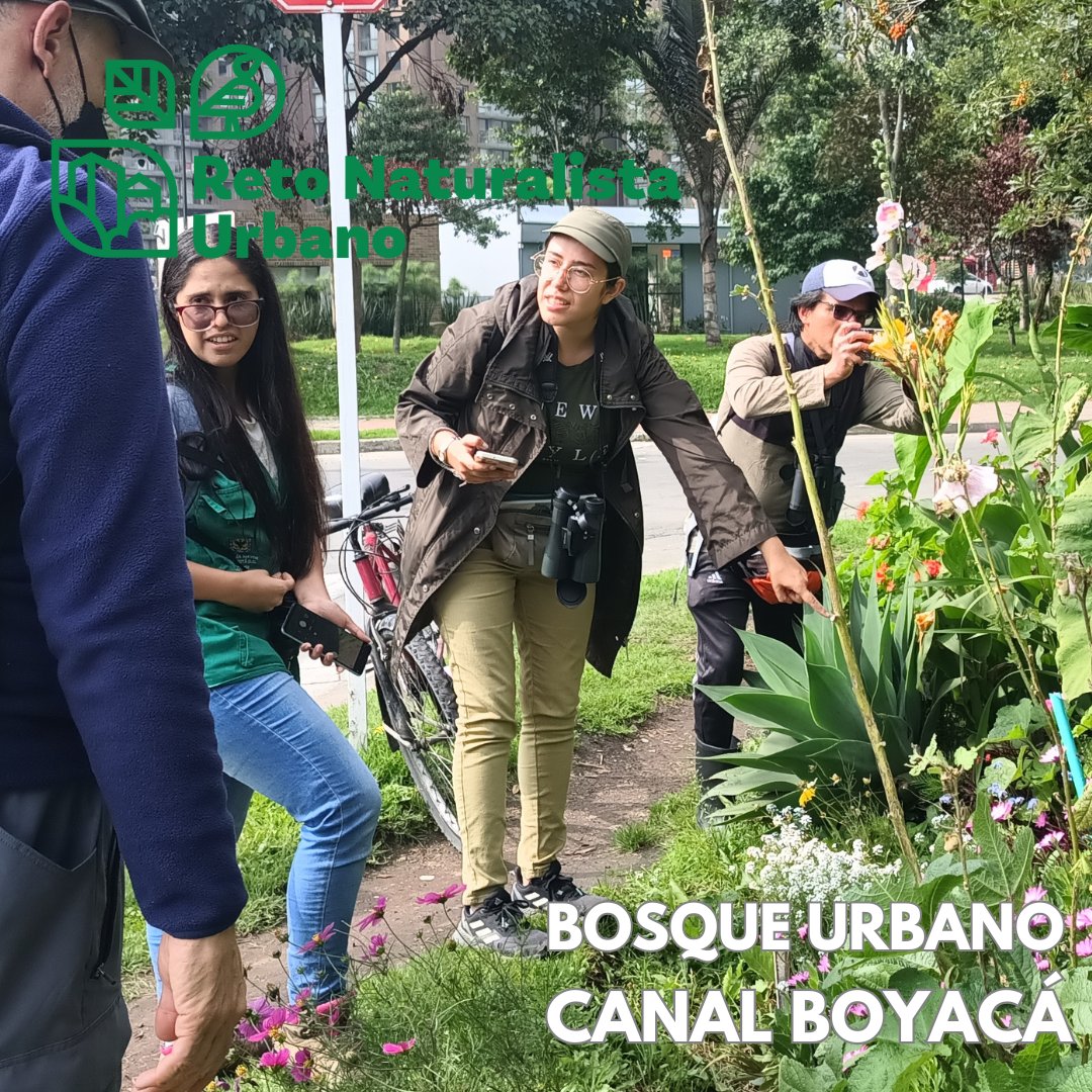 Primer día en el bosque Urbano Canal Boyacá con nuestros vecinos, amigos y los profesionales del Jardín Botánico de Bogotá #CityNatureChallenge20251 #CityNatureChallenge #RetoNaturalistaUrbano #BosquesUrbanos
