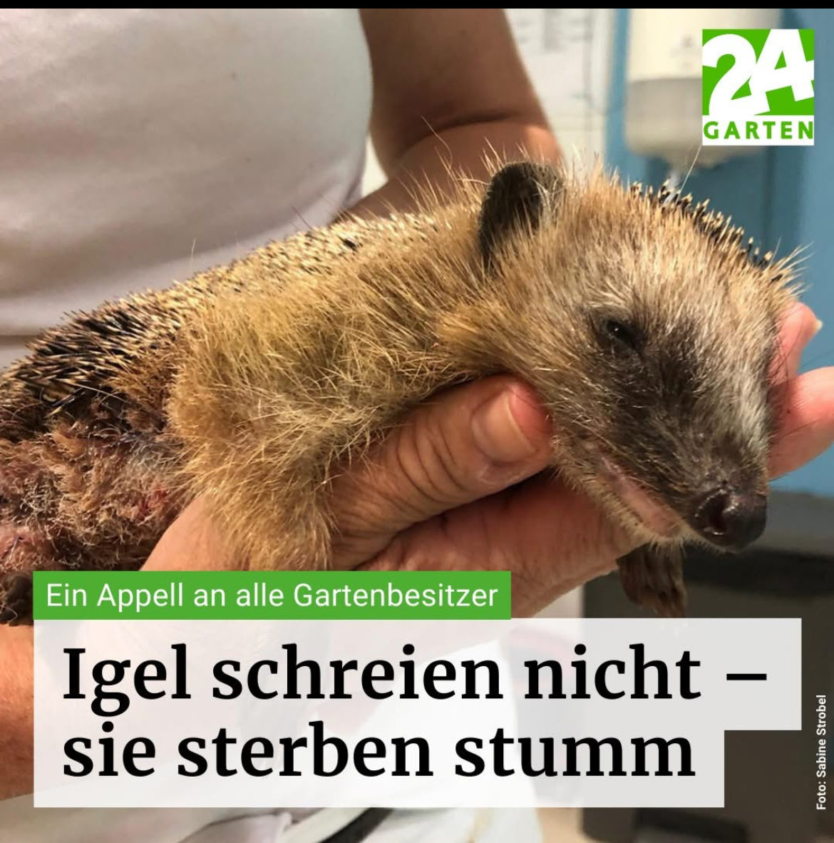HilfeIgel's tweet image. 🦔🦔‼️‼️🦔🦔‼️‼️🦔🦔‼️‼️