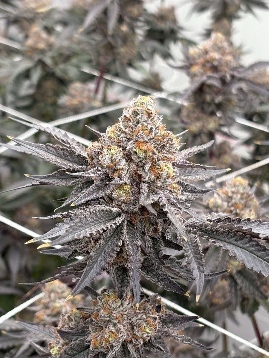 bryceholistics's tweet image. Founding farms -zoap harvest ,it smells like straight fruit pebbles.#cannabis #zoap #sacramento #whiteash #TeamWorkMakesTheDreamWork