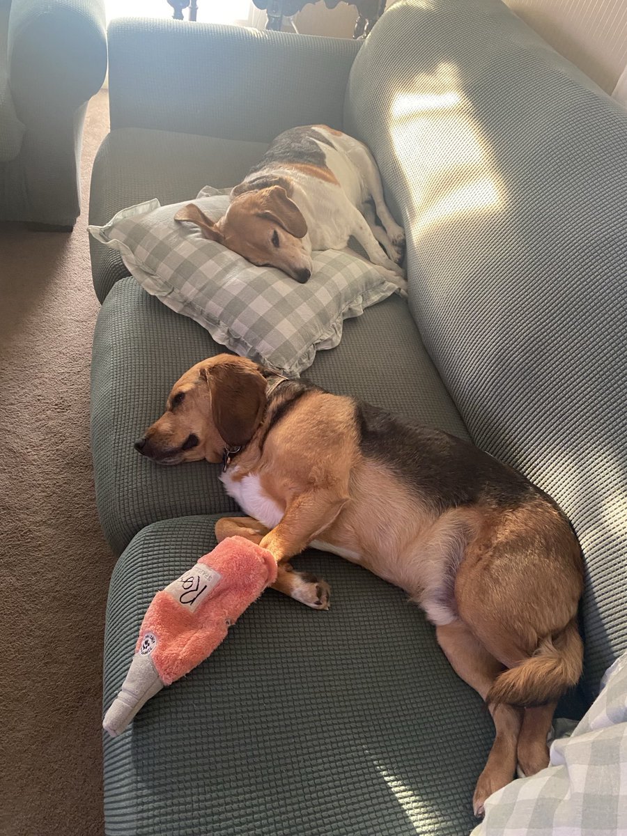 I think these two had too much of something 😂 #beagle