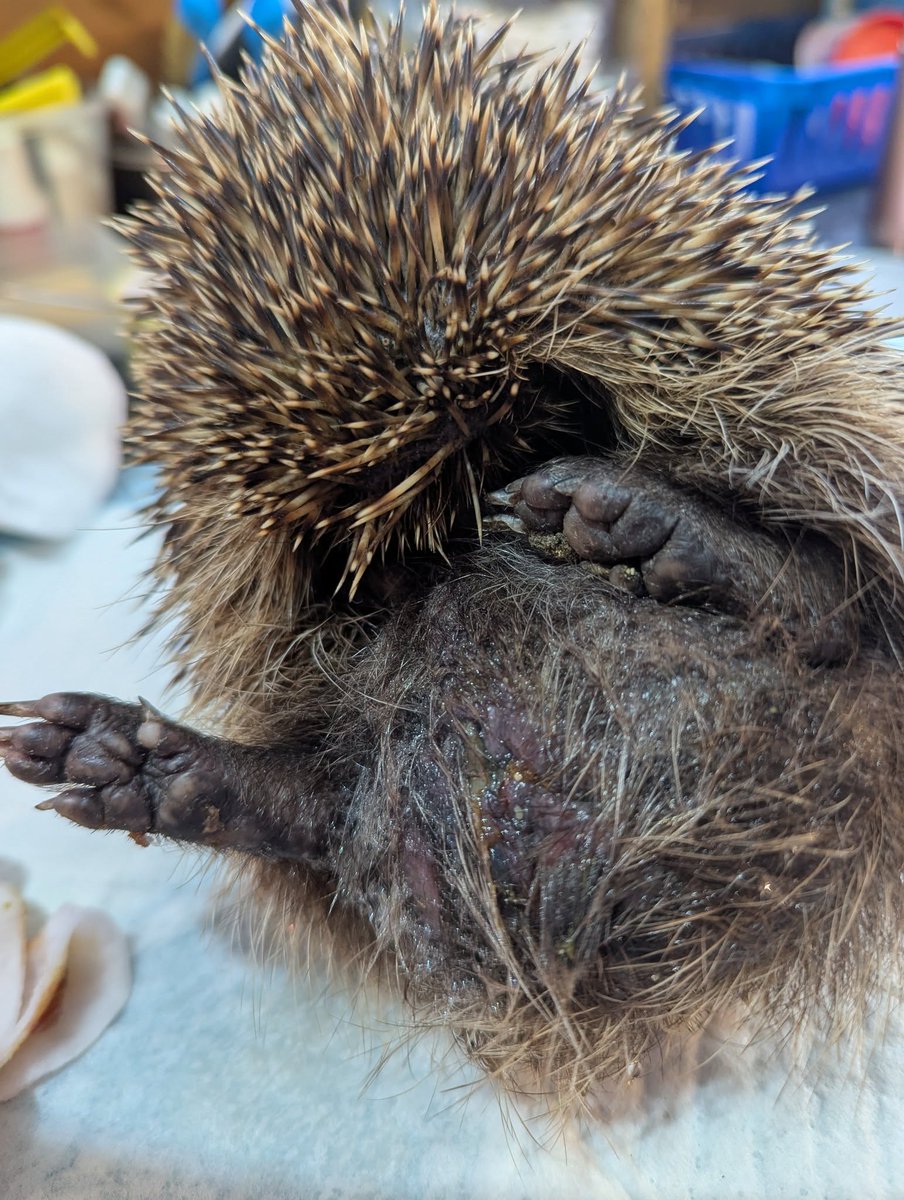 Array4H's tweet image. Revel has an abscess in his groin - lanced by the vet today and now on pain relief and antibiotics after I bathed his sore bits with hibiscrub this evening xx #hedgehog #hedgehogs