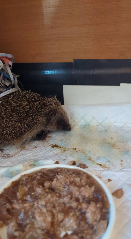 Array4H's tweet image. Revel has an abscess in his groin - lanced by the vet today and now on pain relief and antibiotics after I bathed his sore bits with hibiscrub this evening xx #hedgehog #hedgehogs