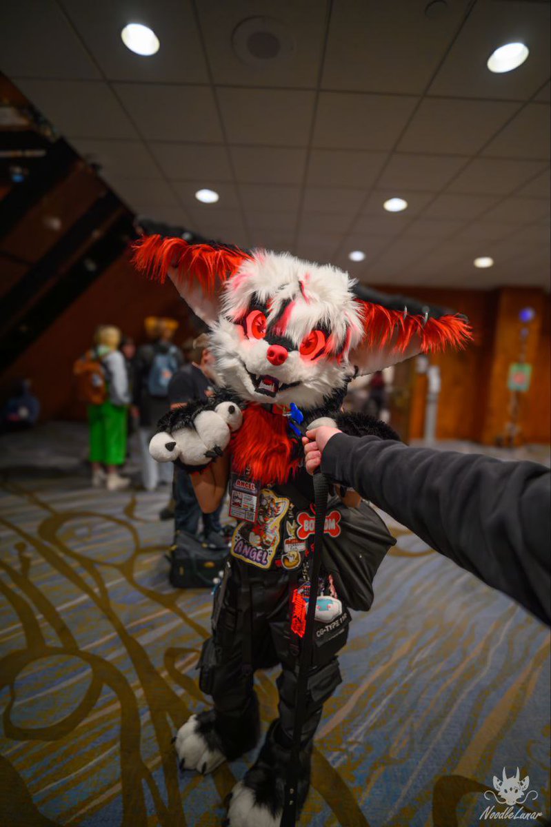 AngelTheFennec's tweet image. This fen needs a leash before he gets up to no good on this #FursuitFriday
——
📸: Lumen