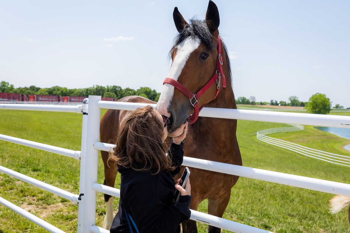 Still looking for Mother's Day plans? Come join us at the Ranch for some one-on-one time with the Clydesdales! Book tickets online: ms.spr.ly/6016SJ4I2