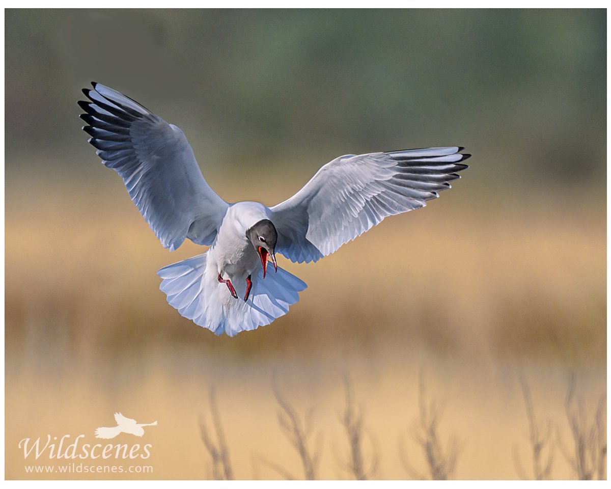 John Gardner (@wildscenesuk) on Twitter photo Just a black-headed gull but looking fine in full breeding plumage <a href="/RSPBAireValley/">RSPB Fairburn Ings and RSPB St Aidan’s</a>
<a href="/BBCSpringwatch/">BBC Springwatch</a> Just a black-headed gull but looking fine in full breeding plumage <a href="/RSPBAireValley/">RSPB Fairburn Ings and RSPB St Aidan’s</a>
<a href="/BBCSpringwatch/">BBC Springwatch</a>