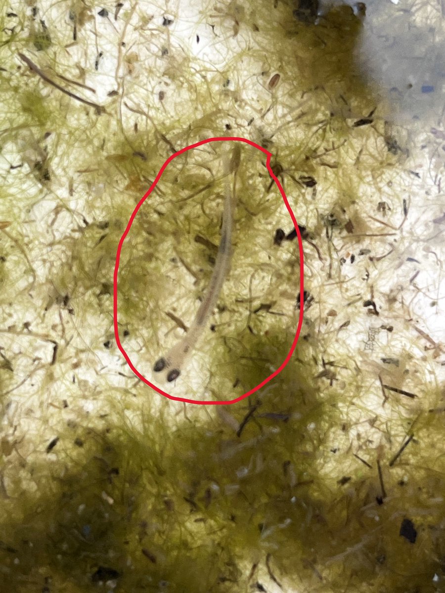 <a href="/NOAA_GLERL/">NOAA Great Lakes Environmental Research Laboratory</a> <a href="/UMSEAS/">U-M SEAS</a> <a href="/NOAAFisheries/">NOAA Fisheries</a> <a href="/USGS/">USGS</a> <a href="/MichiganEarth/">Michigan EARTH</a> <a href="/NOAAHabitat/">NOAA Habitat</a> <a href="/RealGLOS/">Great Lakes Observing System (GLOS)</a> <a href="/LakeMichigan13/">Lake Michigan</a> <a href="/migovernment/">Michigan.gov</a> <a href="/SeaGrant/">NOAA Sea Grant</a> <a href="/GLCommission/">GreatLakesCommission</a> Partnering w/ <a href="/USGS/">USGS</a>, <a href="/NOAA_GLERL/">NOAA Great Lakes Environmental Research Laboratory</a>, Maddie is matching UV data with fish samples to be tested at <a href="/miamiuniversity/">Miami University</a> in Ohio for UV-related cell damage —essentially, sunburn in fish. This work adds critical insight into how changing lake conditions impact whitefish nursery habitats.