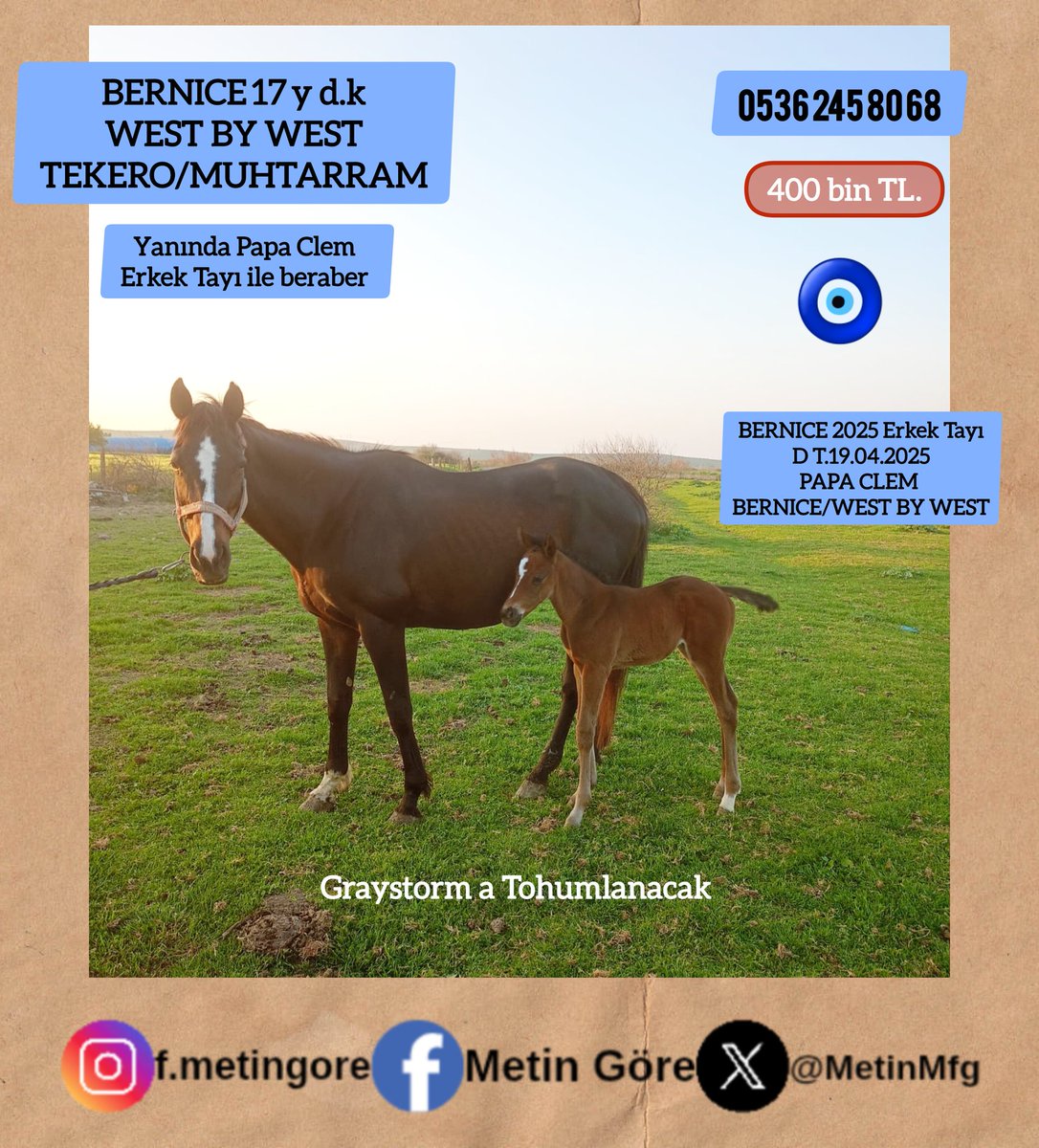 MetinMfg's tweet photo. #WestByWest kızı damızlık #Graystorm a tohumlanacak yanında #PapaClem erkek tayı ile beraber satışa sunulmuştur #İdmanda #KoşanAtlar #TercihliKısraklar #GebeKısraklar #ArapTaylar #İngilizTaylar #Yearling #ArabianHorses #Stallion #Tjk #Hipodrom #hara #Çiftlik #TaySatış 0536 245 80 68 @varmitalip @PapaClem1