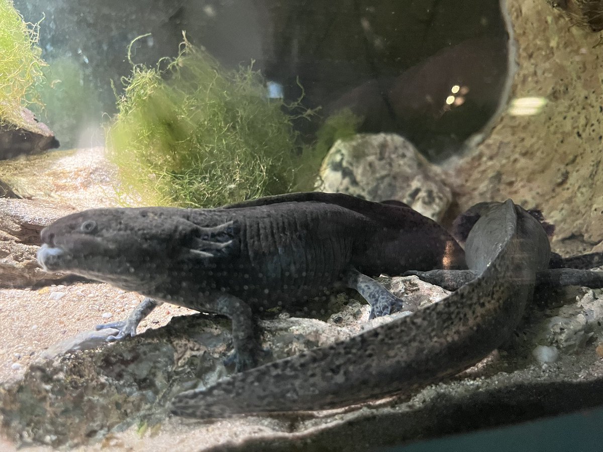 Nick Meshes tweet media