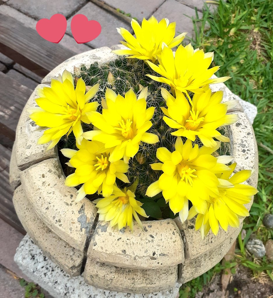 La Pachamama me regaló estas hermosas flores amarillas 💛 😍 🥰🌼🌼🌼🌼 Gracias 🌼