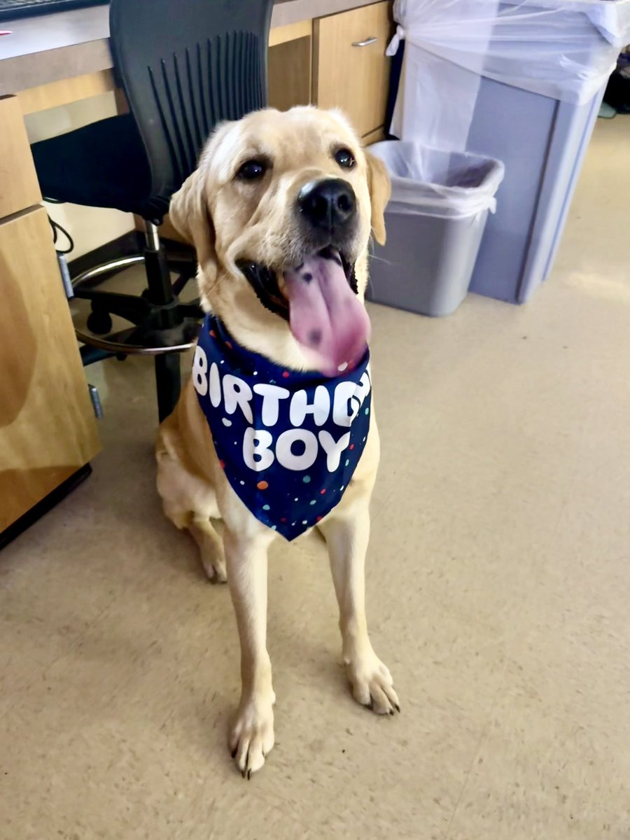 MsRowe6's tweet image. After weeks of hard work, my students got the ultimate reward — a visit from our favorite furry friend, Blaze! 🐾🎉 From belly rubs to birthday smiles 🐶, it was all tail wags and happy hearts. These kids earned every second of joy, and Blaze soaked up every snuggle! 💛✏️📚