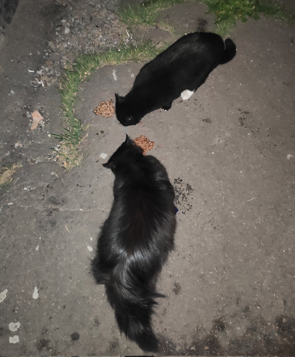 тільки що зустріла братика і сестричку, видала останній корм, з запасів шерлока😕

дуже просять про корм, хоча б ще 500, будь ласка

send.monobank.ua/jar/4qCd4LYkNm