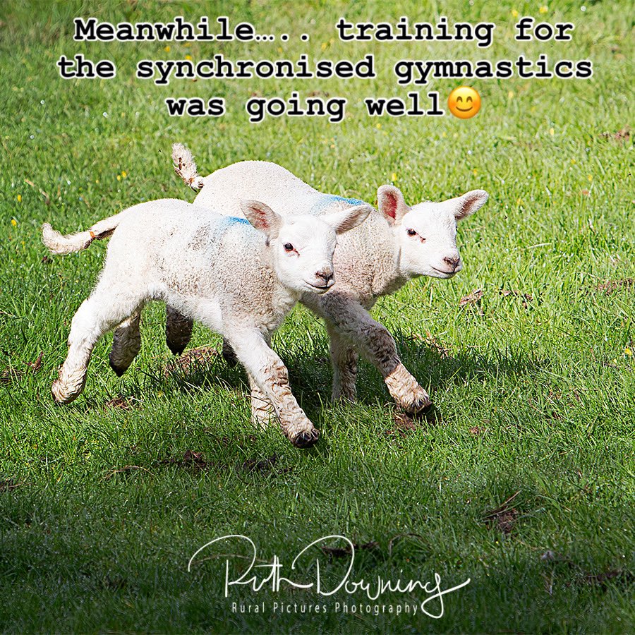 Racing into the weekend😊
Happy Friday!
#farmphotography 
#lambing2025