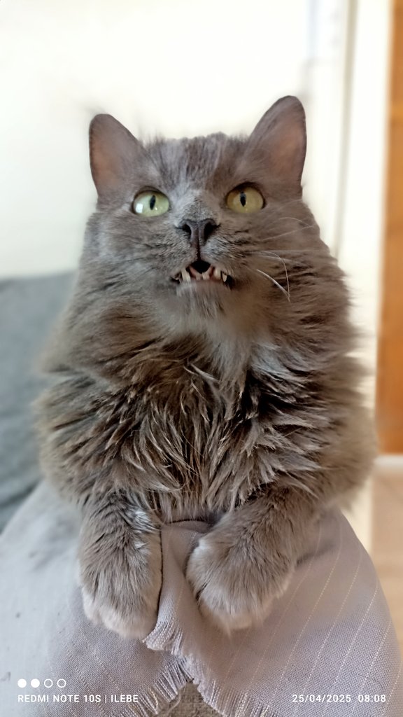 ile0719's tweet photo. Maya
Otros la rechazaron porque les aparecía fea, para mi es la gatita más bella y cariñosa del mundo. https://t.co/EhEHRIe8a2
