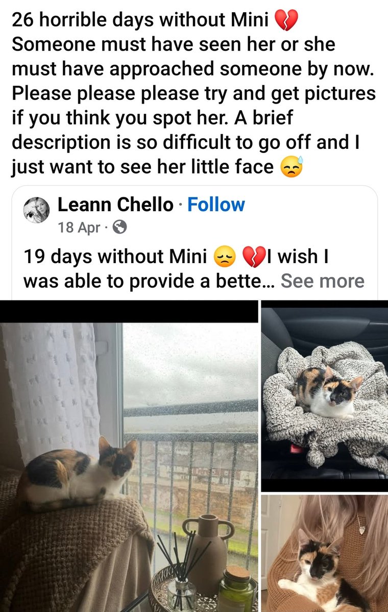 MissingPetsGB's tweet image. C&apos;mon little MINI
Leanne&apos;s heart is broken. If anyone has seen this cat at all please please get in touch ❤

She was stolen from her home in Stoke on Trent by ex partner and cruelly dumped in a field south of Chester Le Street💔
Spotted - Lumley New Rd, Casteldean &amp;amp; Great Lumley