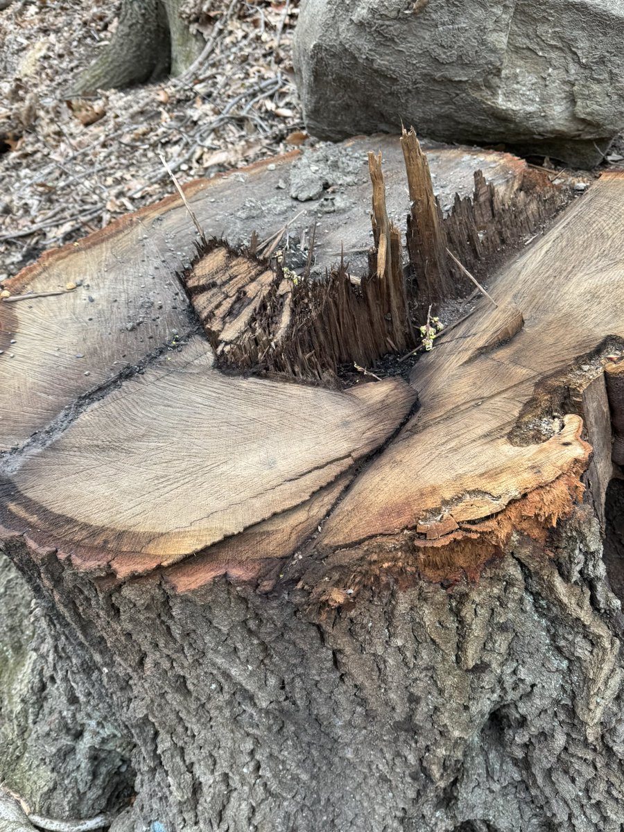 TreeCleveland tweet media