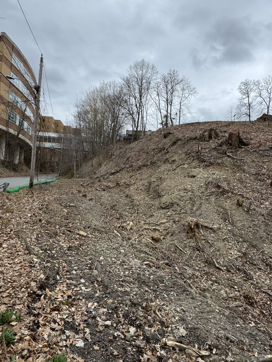 TreeCleveland tweet media