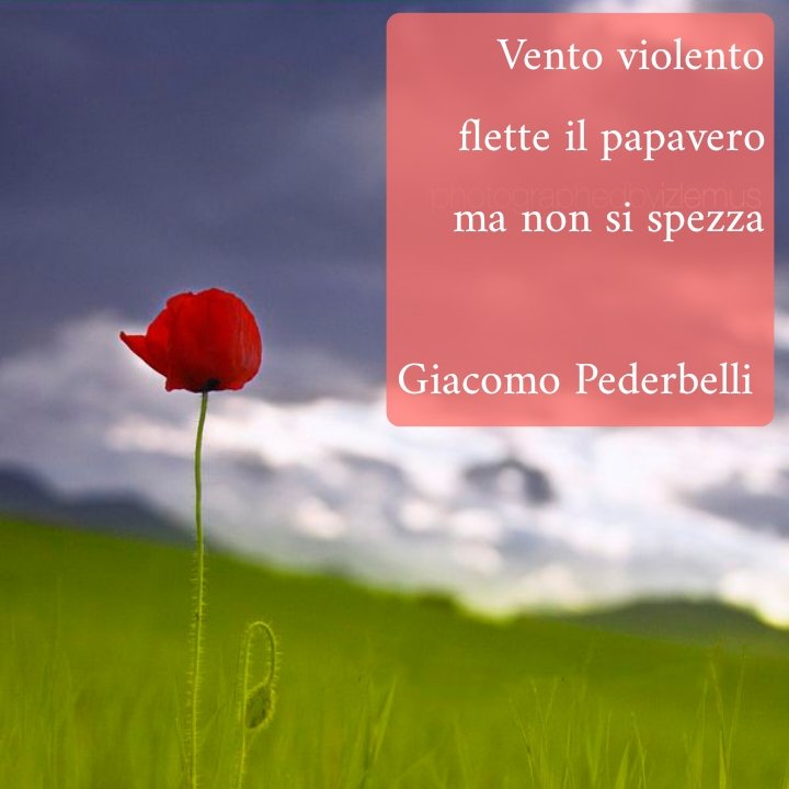 Pederbelligiac's tweet photo. Vento violento 
flette il papavero
ma non si spezza

Violent wind
bends the poppy
but it does not break

Giacomo Pederbelli 

#25aprile #haiku #pederbelligiacomo #haikuitaliano #festadellaliberazione🇮🇹 https://t.co/JzlBA1VYWF