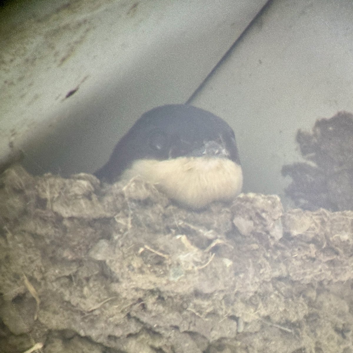 Housemartins arrived back to our house this evening.  4 here so far, they have traveled from south of the Sahara desert (possible Congo area) to our garden.  They help us with insect control by eating hundreds of insects each and every day, for free! #donegal #birds #migration
