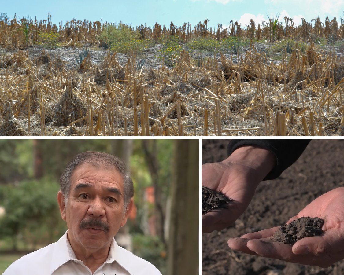 Agricultura_mex's tweet photo. ¡Ya está disponible el episodio 15 de nuestro podcast Voces del mar y la tierra! 🎙️

Te presentamos la campaña #MiParcelaNoSeQuema, que busca erradicar el uso del fuego en la agricultura mediante la implementación de alternativas sostenibles. 🌱
🎧Spotify: https://t.co/b8YDRxZNaH
📱Youtube: https://t.co/zvSvMWJrtN