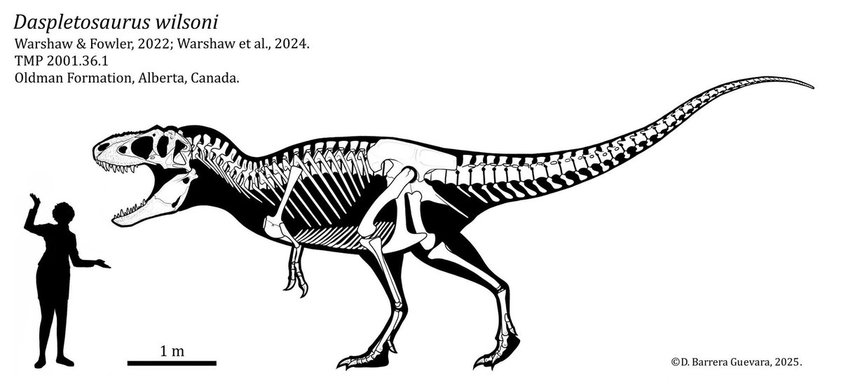 Barrerasaurus's tweet image. Fearful Soon-To-Be Tyrant Lizard King
Daspletosaurus wilsoni
Warshaw & Fowler, 2022; Warshaw et al., 2024.
TMP 2001.36.1
Oldman Formation, Alberta, Canada.