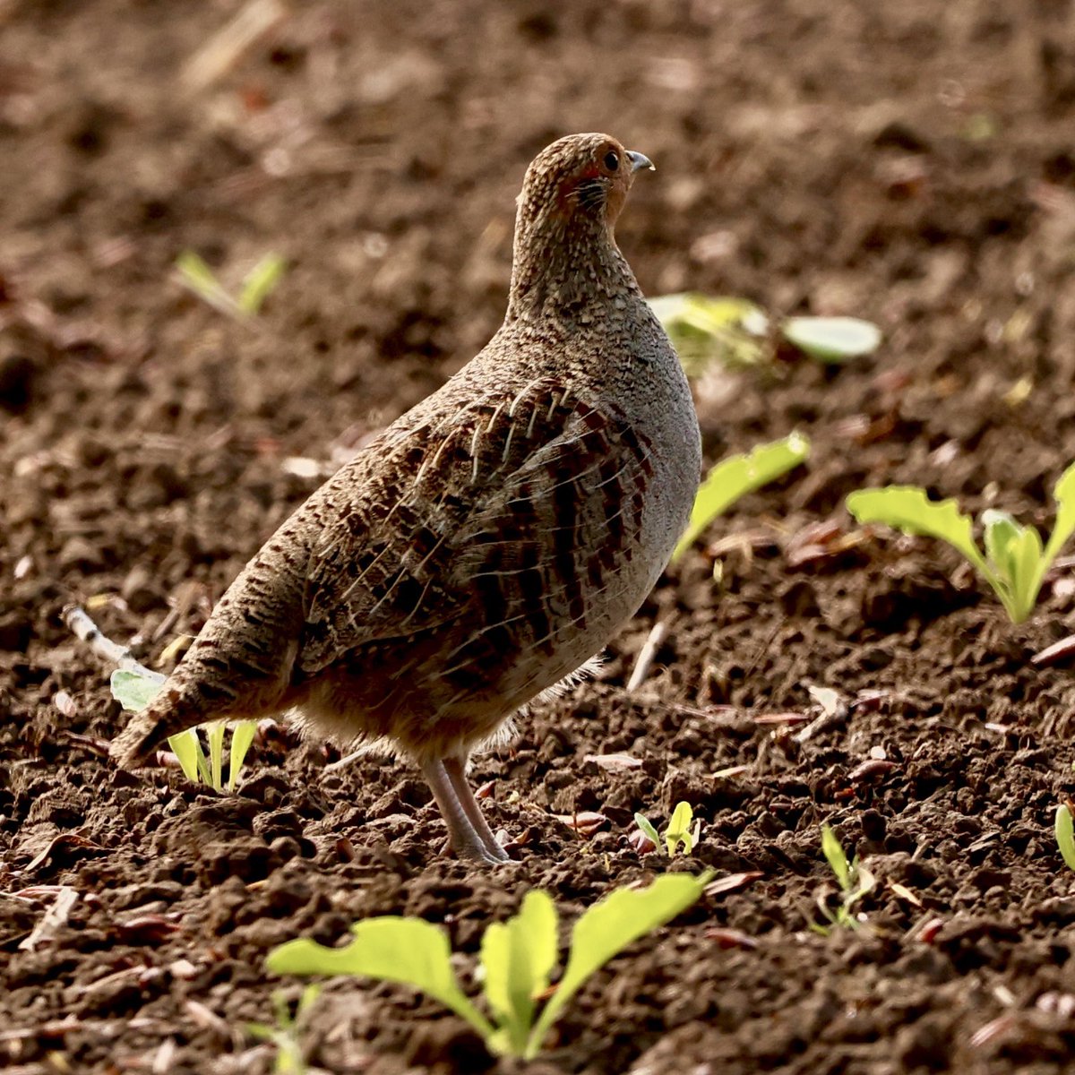 Het was weer genieten vandaag in het veld. 

De zwartkoppen, rietzangers, futen en patrijzen genoten voluit mee.