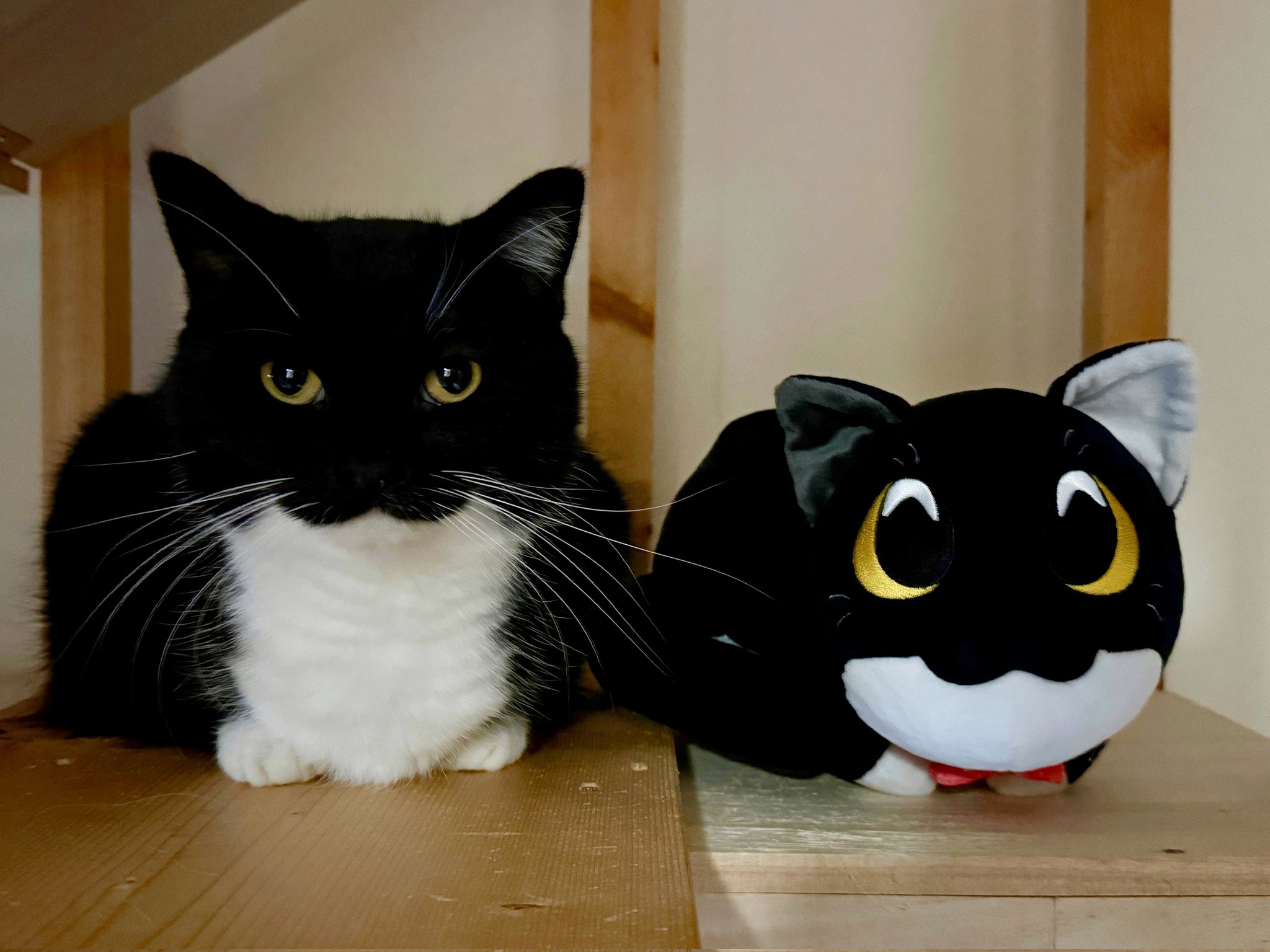 千客万来！】古伊万里焼きの招き猫が入荷致しました！！｜2024年
