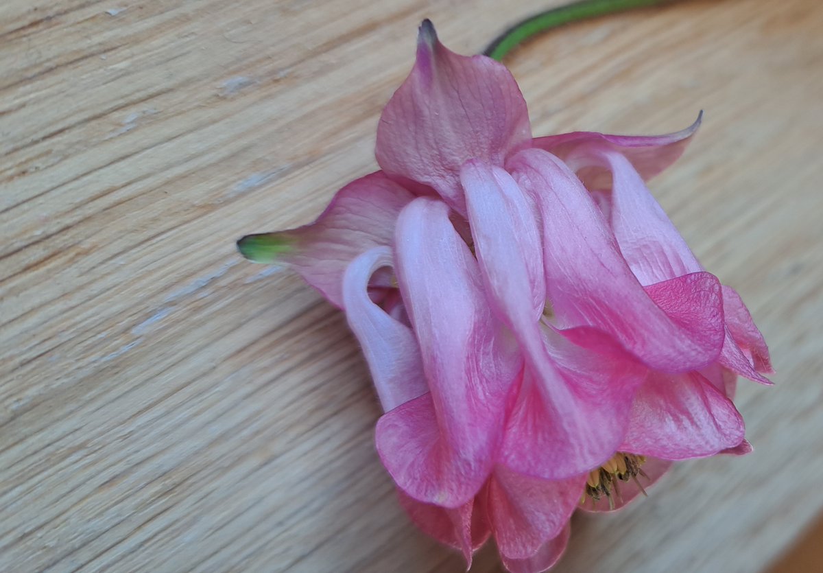JiscaDijk's tweet photo. #Akelei #Aquilegia #Pink #KleineTuin #WildeAkelei
Er zijn meerdere soorten van de akelei:
ik vind ze allemaal mooi en ze mogen blijven.
Op mijn adoptie tuintjes onder de afvoer van de regenpijpen doet deze roze het wel heel mooi.
Zelfde bloempje! Zaad bewaren! https://t.co/DnIDQzHS96