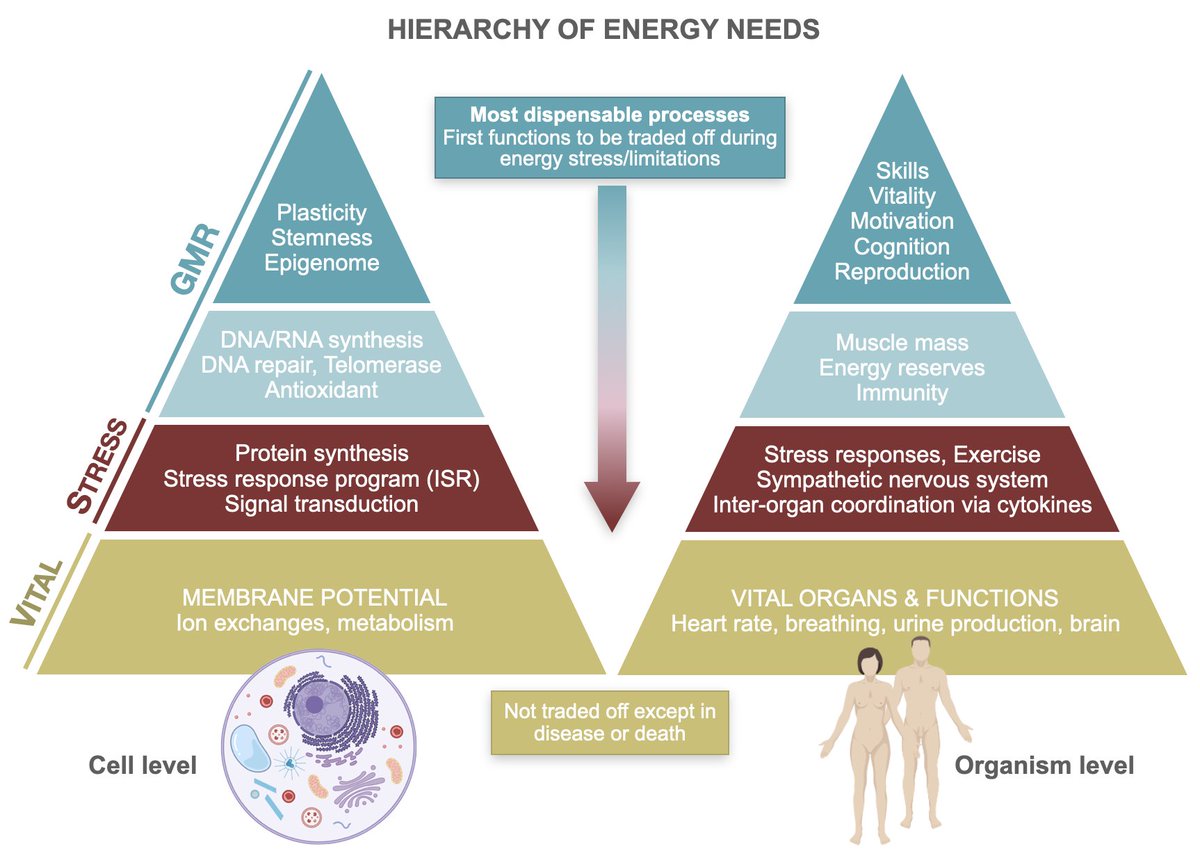 Martin Picard (@mitopsychobio) on Twitter photo Somehow our energy budget is fixed and constrained
So like Maslow's Hierarchy of Human Needs, our bodies must obey a Hierarchy of Energy Needs
osf.io/preprints/osf/…
Preprint with Chris Kepmes <a href="/HermanPontzer/">Herman Pontzer</a> Alex Behnke, and Evan Shaulson
Comments and feedback welcome! Somehow our energy budget is fixed and constrained
So like Maslow's Hierarchy of Human Needs, our bodies must obey a Hierarchy of Energy Needs
osf.io/preprints/osf/…
Preprint with Chris Kepmes <a href="/HermanPontzer/">Herman Pontzer</a> Alex Behnke, and Evan Shaulson
Comments and feedback welcome!